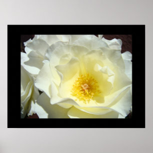 Witte Gele Roos Bloem Kunstprinten Poster
