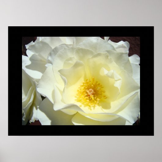 Witte Gele Roos Bloem Kunstprinten Poster (Voorkant)