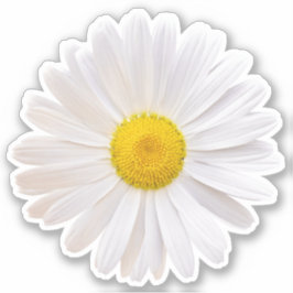 Witte Gele Shasta Marguerite Bloem Kiss-Cut Sticke Sticker