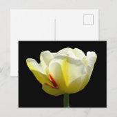 Witte gele Tulp sluit de buis dicht. BG DIY Briefk Briefkaart (Voorkant / Achterkant)