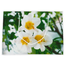 Witte gelilies - Lily Flower Lilium candidum Groot Cadeauzakje