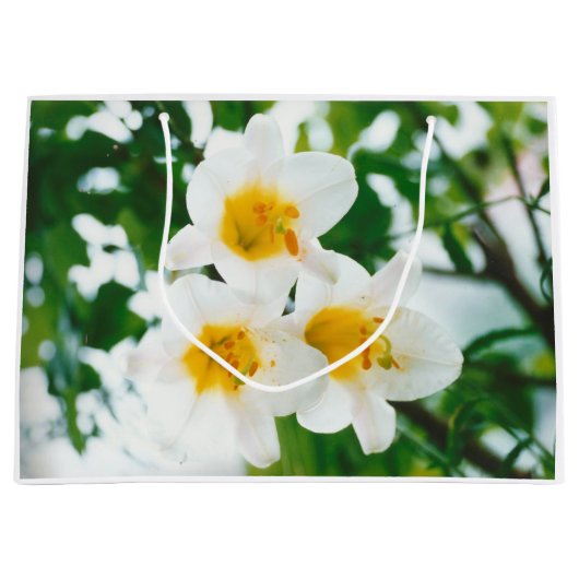 Witte gelilies - Lily Flower Lilium candidum Groot Cadeauzakje (Voorkant)