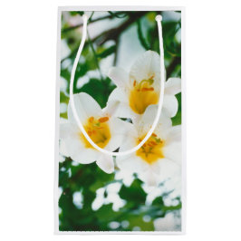 Witte gelilies - Lily Flower Lilium candidum Klein Cadeauzakje