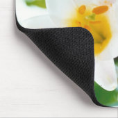 Witte gelilies - Lily Flower Lilium candidum Muismat (Hoek)