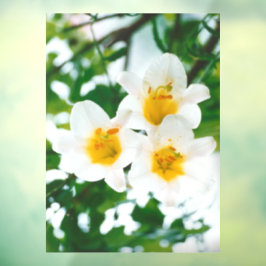 Witte gelilies - Lily Flower Lilium candidum Raamsticker