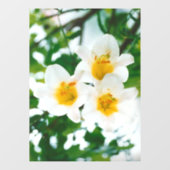 Witte gelilies - Lily Flower Lilium candidum Raamsticker (Vel)