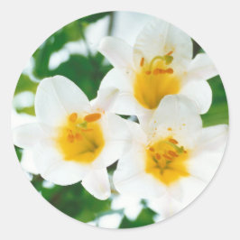 Witte gelilies - Lily Flower Lilium candidum Ronde Sticker
