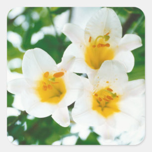Witte gelilies - Lily Flower Lilium candidum Vierkante Sticker