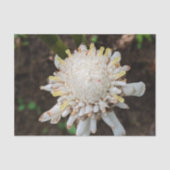 Witte Gember Bloem Foto Tissue Papier (Voorkant)