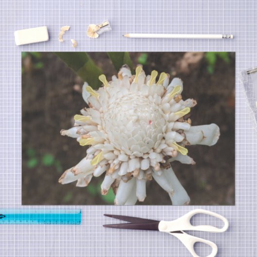 Witte Gember Bloem Foto Tissue Papier (Craft)