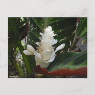 Witte gemberbloem Briefkaart