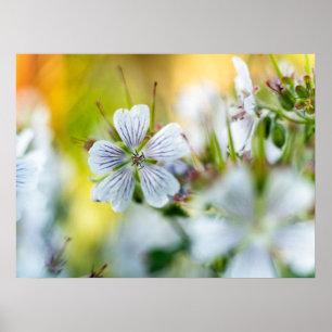 Witte Geranium Bloem Abstracte Natuur Foto Poster