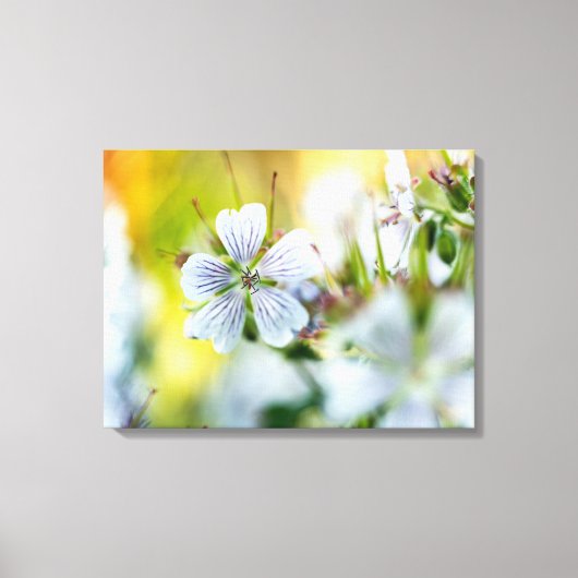 Witte Geranium Bloem Bloeiende Zomer Scène Foto Canvas Afdruk (Voorkant)