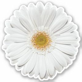 Witte Gerber Daisy Flower Kiss-Cut Sticker
