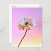 Witte Gerbera Daisy Briefkaart (Voorkant / Achterkant)