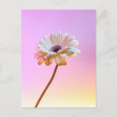 Witte Gerbera Daisy Briefkaart (Voorkant)