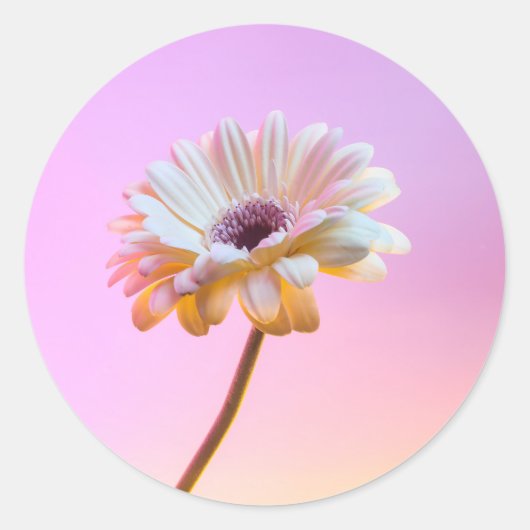 Witte Gerbera Daisy Sticker (Voorkant)
