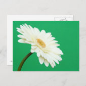 Witte Gerbera op groen Briefkaart (Voorkant / Achterkant)