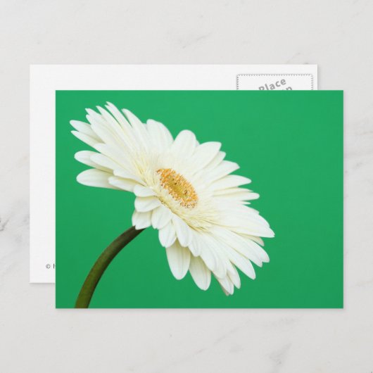 Witte Gerbera op groen Briefkaart (Voorkant / Achterkant)