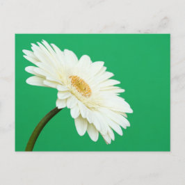 Witte Gerbera op groen Briefkaart