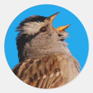 Witte-Gesneden Sparrow Zingingen aan de Zon Ronde Sticker