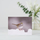 Witte gewervelde Sparrow in het Briefkaart van de (Staand voorkant)
