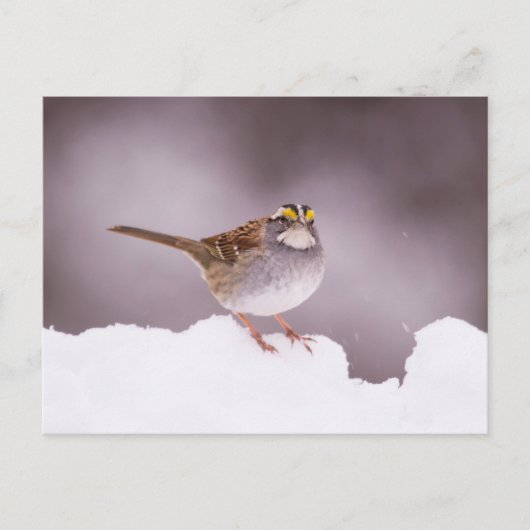 Witte gewervelde Sparrow in het Briefkaart van de  (Voorkant)