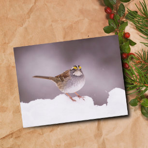 Witte gewervelde Sparrow in het Briefkaart van de 