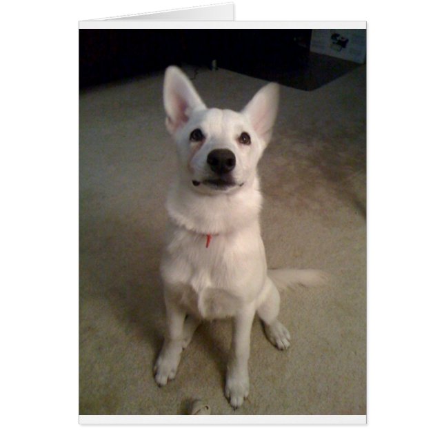 witte gis pup (Voorkant)