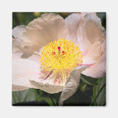 Witte Grace Pioen Magneet (Voorkant)
