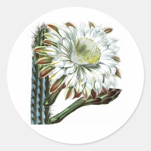 Witte groene bloeiende cactus woestijn Plant Ronde Sticker (Voorkant)