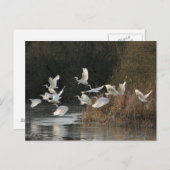 Witte groeten briefkaart (Voorkant / Achterkant)