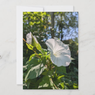 Witte haagwinde wilde bloem in zonnig bos kaart