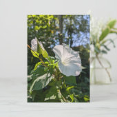 Witte haagwinde wilde bloem in zonnig bos kaart (Staand voorkant)