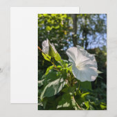 Witte haagwinde wilde bloem in zonnig bos kaart (Voorkant / Achterkant)