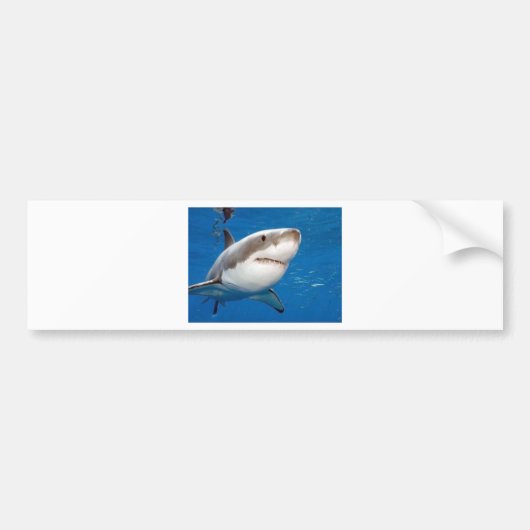 Witte Haai Bumpersticker (Voorkant)