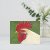 Witte Haan met Rode Kam Kaart (Staand voorkant)