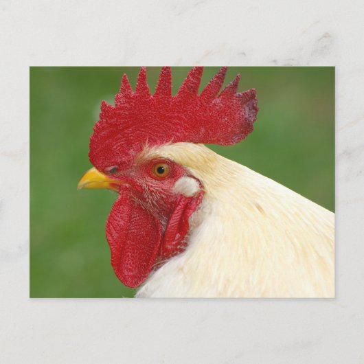 Witte Haan met Rode Kam Kaart (Voorkant)