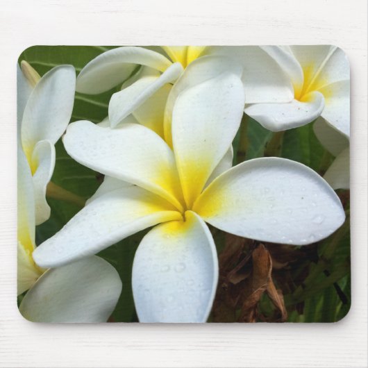 Witte Hawaii Plumeria Bloem Muismat (Voorkant)