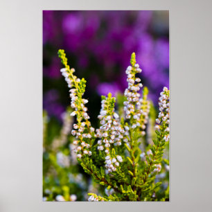 Witte heidebloem Poster