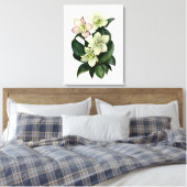 Witte hellebore botanische waterverf canvas kunst (Insitu (Slaapkamer))