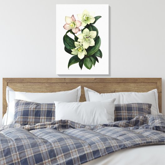 Witte hellebore botanische waterverf canvas kunst (Insitu (Slaapkamer))