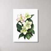 Witte hellebore botanische waterverf canvas kunst (Voorkant)