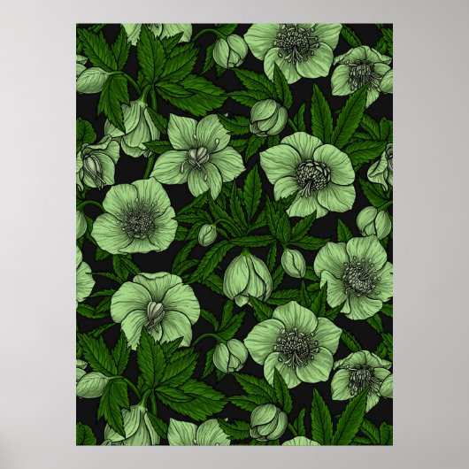 Witte Hellebores met bladeren Poster (Voorkant)