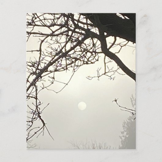 Witte hemel en zon dramatisch omlijst door bomen (Voorkant)