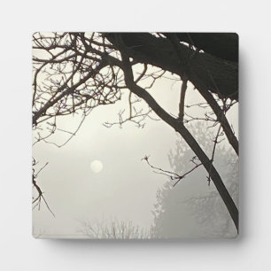 Witte hemel en zon dramatisch omlijst door bomen fotoplaat