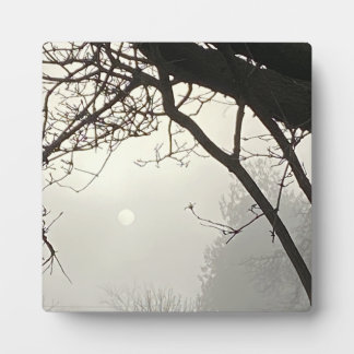 Witte hemel en zon dramatisch omlijst door bomen fotoplaat