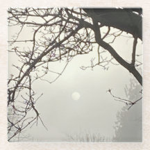 Witte hemel en zon dramatisch omlijst door bomen