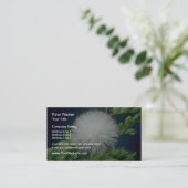 witte hengel (Calliandra inaequilatera) Visitekaartje (Staand voorkant)