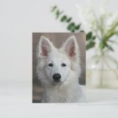 witte herder briefkaart (Staand voorkant)